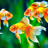 4 Goldfish 09-11-2024