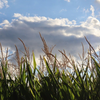 Lost In A Cornfield