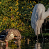Egret & Duck - August 28  2025
