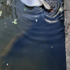 swan