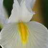 Spring Iris