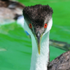 Western Grebe