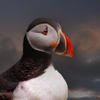 Puffin 
