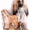 Afghan Hound