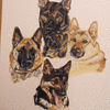 German shepherds