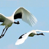 Red-crowned Cranes (male chasing female) Grus japonensis