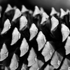 Pine cone macro