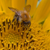 Pollen Faced
