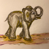 Elephant study