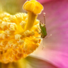 in the center of a flower