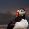 Puffin 2