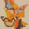 Butterfly Collage