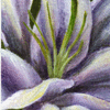 Inner Lily