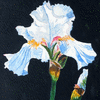 Arlene's Iris is an Gouache watercolor painting 