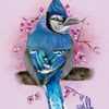 A blue Jay (in color)