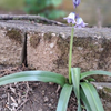 Just a small bluebell flower 