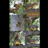  Squirrels 