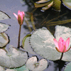 Lotus Pond at the Temple of Education