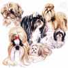 Shih Tzu 
