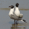 Birds - Gulls