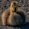 Spring Gosling - May 08 2025