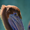 Juvenile Brown Pelican 