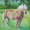 Max in Pasture