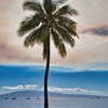Surreal Palm Tree