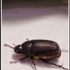 the invader of my room