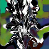 Crexis