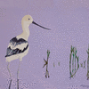 American Avocet