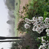 Fog on the field and almond blossom
