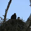 Bald Eagle chicks 