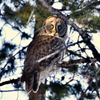 Great Grey Owl