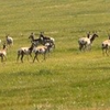 prong horn antelope 