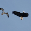 yes, Eagles can ....