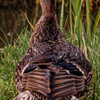 Duck by the Switchyard Trail - May 07 2025