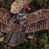 Turkey Vulture at the Switchyard - May 08 2025