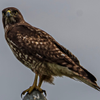 Hawk by the Bill Nichols Pond - March 30  2026