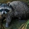 Raccoon in Alhambra Creek - July 9 2026