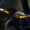 Double Crested Cormorants 