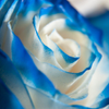 Macro blue