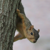 Mr. Squirrel  spies