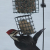 EVEN MY PILEATED CAME OUT FOR LUNCH. TEMP.6  DEGREES