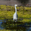 Snowy Egret 