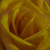 white rose - yellow lighting