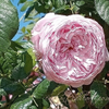 Pink Peony Rose