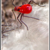 leaf–footed bug