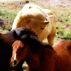 Berwind Canyon Wild horses