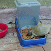 Pete baby Terrapin eating cat food